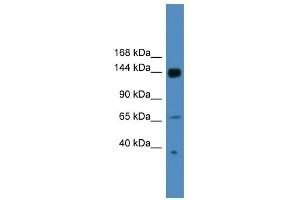 WB Suggested Anti-UPF2 Antibody Titration: 0. (RENT2/UPF2 antibody  (N-Term))