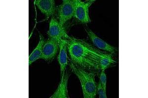 Immunofluorescence analysis of NIH/3T3 cells using ACTA2 mouse mAb (green). (Smooth Muscle Actin antibody)