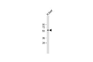 Anti-ARG Antibody (N-term) at 1:2000 dilution + Human liver lysate Lysates/proteins at 20 μg per lane.