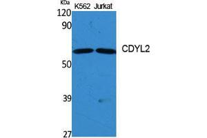 Western Blot (WB) analysis of specific cells using CDYL2 Polyclonal Antibody.