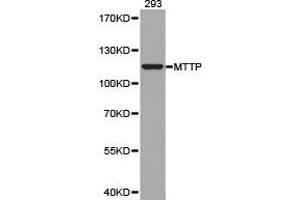 Western Blotting (WB) image for anti-Microsomal Triglyceride Transfer Protein (MTTP) antibody (ABIN1873776) (MTTP antibody)