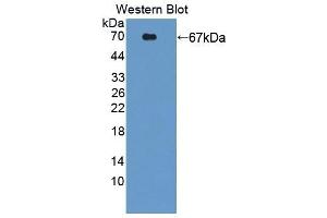 Detection of Recombinant PCYOX1, Human using Polyclonal Antibody to Prenylcysteine Oxidase 1 (PCYOX1) (PCYOX1 antibody  (AA 174-505))