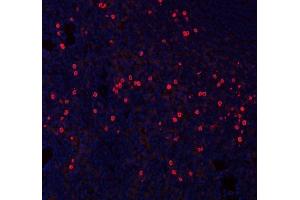 anti-Chemokine (C-X-C Motif) Ligand 12 (CXCL12) (AA 24-93) antibody