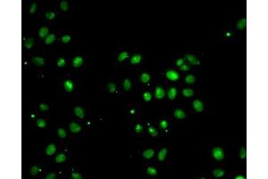 Immunofluorescence analysis of MCF7 cells using MORF4L1 antibody. (MORF4L1 antibody  (AA 1-100))