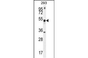 Western blot analysis in 293 cell line lysates (35ug/lane). (METTL4 antibody  (C-Term))