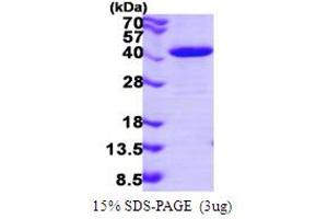 SDS-PAGE (SDS) image for N-Ethylmaleimide-Sensitive Factor Attachment Protein, gamma (NAPG) (AA 1-312) protein (His tag) (ABIN667569)