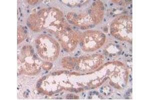 IHC-P analysis of Human Kidney Tissue, with DAB staining. (ATP6AP2 antibody  (AA 17-302))