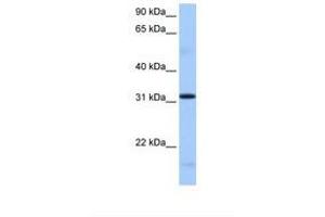 Image no. 1 for anti-serine/arginine-Rich Splicing Factor 10 (SRSF10) (AA 176-225) antibody (ABIN6737968) (SRSF10 antibody  (AA 176-225))