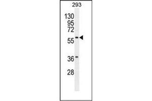 Western blot analysis of Carboxypeptidase A2 Antibody  in 293 cell line lysates (35ug/lane). (Carboxypeptidase A2 antibody  (Middle Region))