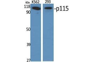 Western Blot (WB) analysis of specific cells using p115 Polyclonal Antibody. (ARHGAP4 antibody  (C-Term))