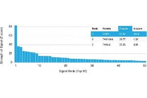 Analysis of Protein Array containing more than 19,000 full-length human proteins using MRP3 Mouse Monoclonal Antibody (ABCC3/2971). (ABCC3 antibody  (AA 815-957))