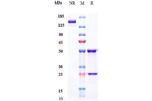 Anti-IFNa1 Reference Antibody (sifalimumab) on SDS-PAGE under reducing (R) condition. (Recombinant IFNA1 (Sifalimumab Biosimilar) antibody)