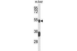 Western blot analysis of BCL3 Antibody (Center) in mouse liver tissue lysates (35µg/lane). (BCL3 antibody  (Middle Region))