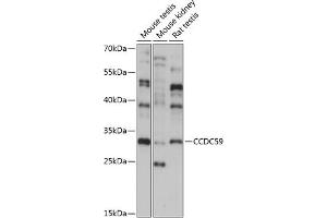 Western blot analysis of extracts of various cell lines, using CCDC59 antibody (ABIN7266440) at 1:1000 dilution. (CCDC59 antibody  (AA 1-241))