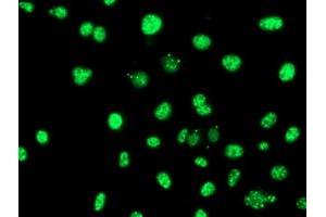 Anti-SERPINB6 mouse monoclonal antibody (ABIN2455600) immunofluorescent staining of COS7 cells transiently transfected by pCMV6-ENTRY SERPINB6 (RC200668). (SERPINB6 antibody)
