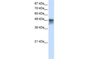 Western Blotting (WB) image for anti-RNA Binding Motif, Single Stranded Interacting Protein 3 (RBMS3) antibody (ABIN2462063)