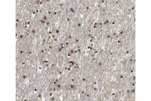 E2F4 antibody