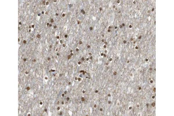 E2F4 antibody