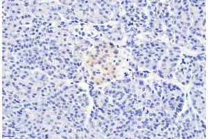 ABIN185407 (6µg/ml) staining of paraffin embedded Human Pancreas. (CCKBR antibody  (Internal Region))