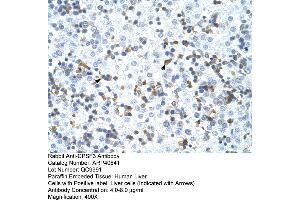 Rabbit Anti-CPSF3 Antibody  Paraffin Embedded Tissue: Human Liver Cellular Data: Liver cells Antibody Concentration: 4. (CPSF3 antibody  (C-Term))