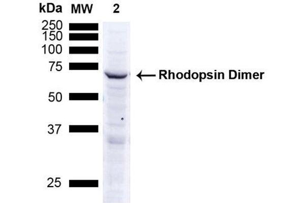 Rhodopsin 抗体  (FITC)