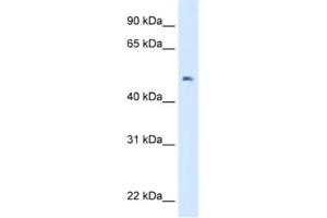 Western Blotting (WB) image for anti-Linker For Activation of T Cells Family, Member 2 (LAT2) antibody (ABIN2463107)