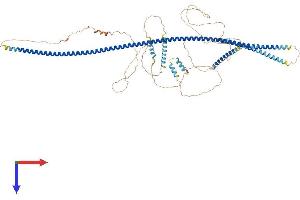 AMOTL2 Protein (AA 1-779) (His tag)