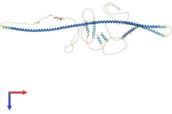 AMOTL2 Protein (AA 1-779) (His tag)