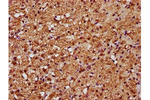 IHC image of ABIN7160232 diluted at 1:388 and staining in paraffin-embedded human adrenal gland tissue performed on a Leica BondTM system. (SMAD3 antibody  (AA 1-230))
