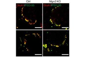 Double staining of GluA1 (red) and PSD-95 (green) in P12 MNTB neurons of control (left) and Nlgn3 KO (right) mice.