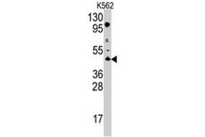 Western blot analysis of PRMT8 polyclonal antibody  in K-562 cell line lysates (35 ug/lane). (PRMT8 antibody  (C-Term))