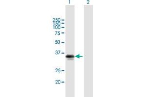 Western Blot analysis of MYD88 expression in transfected 293T cell line by MYD88 MaxPab polyclonal antibody. (MYD88 antibody  (AA 1-296))