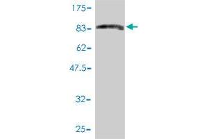 Western Blot detection against Immunogen (93. (PRC1 antibody  (AA 1-620))