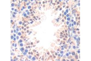 Figure. (GADD45G antibody  (AA 1-159))