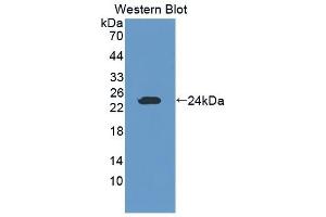 Detection of Recombinant GZMK, Mouse using Polyclonal Antibody to Granzyme K (GZMK) (GZMK antibody  (AA 44-227))