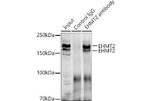 Immunoprecipitation analysis of 300 μg extracts of 293T cells using 3 μg [KO Validated] EHMT2 antibody (ABIN3021840, ABIN3021841, ABIN3021842 and ABIN6216110). (EHMT2 antibody  (AA 877-1176))
