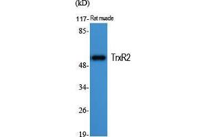 Western Blot (WB) analysis of specific cells using TrxR2 Polyclonal Antibody. (TXNRD2 antibody  (C-Term))