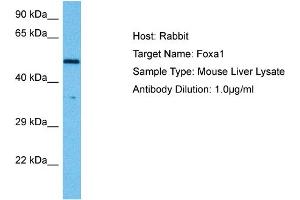 Western Blotting (WB) image for anti-Forkhead Box A1 (FOXA1) (C-Term) antibody (ABIN2779762)
