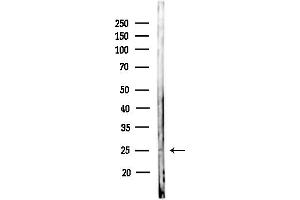 anti-Insulin-Like 6 (INSL6) (Internal Region) antibody