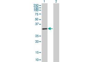 Western Blot analysis of KHK expression in transfected 293T cell line by KHK MaxPab polyclonal antibody.