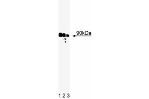 Western blot analysis of Rsk on A431 cell lysate. (RPS6KA1 antibody  (AA 1-184))