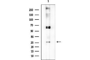 anti-Olfactory Receptor, Family 56, Subfamily B, Member 4 (OR56B4) (C-Term) antibody