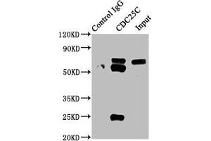 Immunoprecipitating CDC25C in HEK293 whole cell lysate Lane 1: Rabbit control IgG instead of ABIN7127412 in HEK293 whole cell lysate. (Recombinant CDC25C antibody)