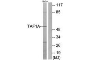 Western blot analysis of extracts from HeLa cells, using TAF1A Antibody.