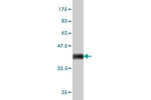 Western Blot detection against Immunogen (36. (MCM2 antibody  (AA 805-904))