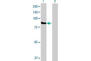 Western Blot analysis of VAC14 expression in transfected 293T cell line by VAC14 MaxPab polyclonal antibody. (VAC14 antibody  (AA 1-782))