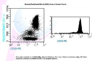 Image no. 1 for anti-CD59 (CD59) antibody (PE) (ABIN1112195) (CD59 antibody  (PE))