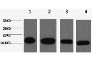 Western Blot analysis of 1) Hela, 2) Raw264. (Histone 3 antibody)