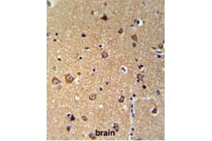 ANKH Antibody (C-term) IHC analysis in formalin fixed and paraffin embedded brain tissue followed by peroxidase conjugation of the secondary antibody and DAB staining. (ANKH antibody  (C-Term))