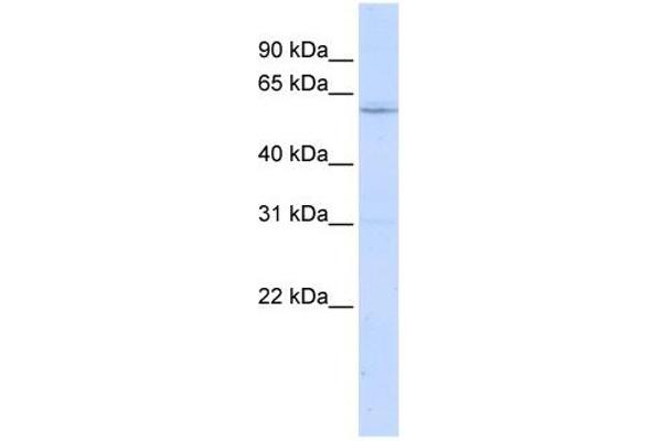 LRRC15 antibody  (N-Term)